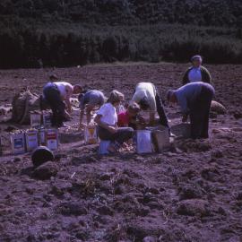 Upper Hutt College; Planting Potatoes; 1963