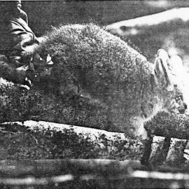 House, Chatsworth Road; No. 71, 'Woodhill'; a friendly possum.