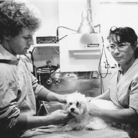 Pet grooming and Care at Upper Hutt Veterinary Hospital