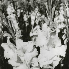 Gladioli; picture printed as part of a Floral Art Club feature.