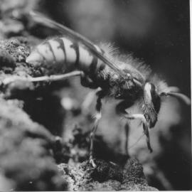 Common wasps invade New Zealand; Department of Scientific and Industrial Research wanting wasp samples.