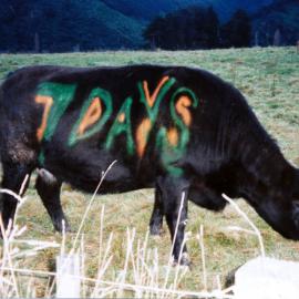 Golf; Silverstream PublicCourse; 'A moo-ving advertisement'.