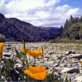 Flowers in Te Awa Kairangi / Hutt River bed, Heretaunga.