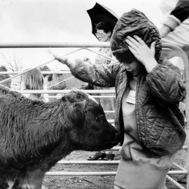 Wallaceville Research Centre; kindergarten children's pet day; Louise Cameron and calf.