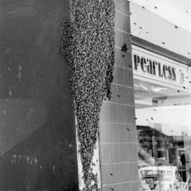 Bees swarming at Ian Pearless menswear, Main Street.