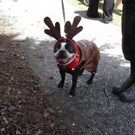 Christmas parade 2011