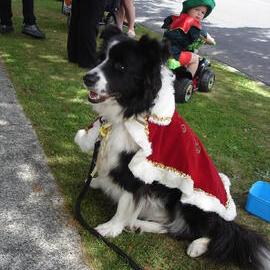Christmas parade 2011