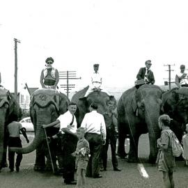Elephant race; Jaycee fund-raiser for Maidstone pool filtration plant.