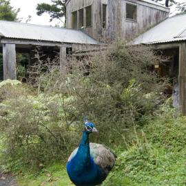 Staglands 1