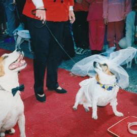 Tessa and Jack's wedding 15; with this collar, I thee wed?