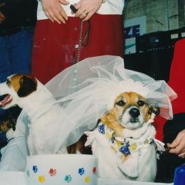 Tessa and Jack's wedding 25; reception