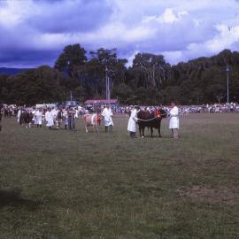 A & P Show; cattle competition