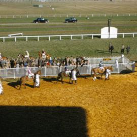 Trentham racecourse; Wellington Cup field?