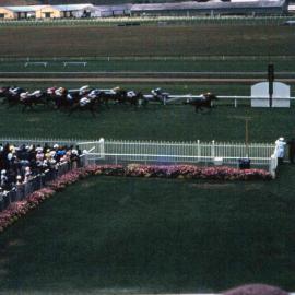 Trentham racecourse; first race winner