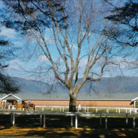 Trentham racecourse; saddling paddock and stables