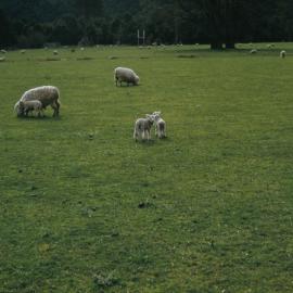 Lidgett sheep; lambs 