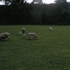 Lidgett sheep, Brentwood; lambs 
