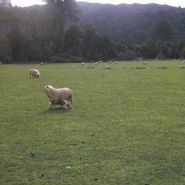Lidgett sheep, Brentwood; Winkie Milk