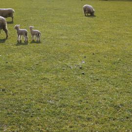 Lidgett sheep, Brentwood; twin lambs, 