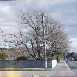 Oak tree on Palmer Crescent; Circa 1980s