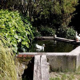 Birch Hill 2017; fountain with ducks