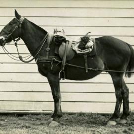 E. G. Taylor cavalry training 1937 02