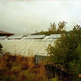 Former Kent garden centre, corner of Ranfurly Street and Fergusson Drive; glasshouse 1.