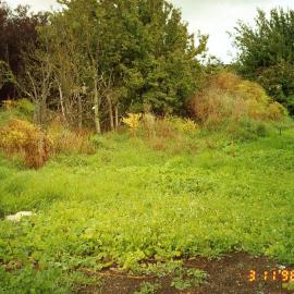Former Kent garden centre, corner of Ranfurly Street and Fergusson Drive; weeds and small trees