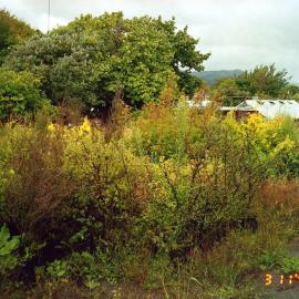 Former Kent garden centre, corner of Ranfurly Street and Fergusson Drive; glasshouse 3