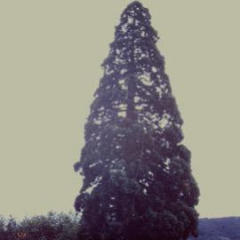 Prominent tree; sequoia/Californian redwood, Pine Avenue