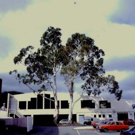 Manna gum trees in Hoggard Lane car park, Logan Street
