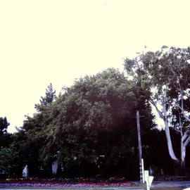 Prominent tree; manna gum tree(?), corner of Blenheim Street and Fergusson Drive