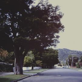 Prominent trees; unidentified street, looking south.