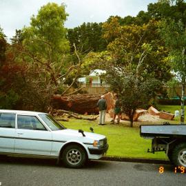 Chatsworth Road; redwood tree felled.