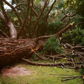 Chatsworth Road; redwood tree felled.