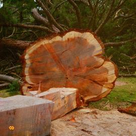 Chatsworth Road; redwood tree felled.