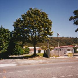 Prominent tree; unidentified