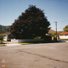 Prominent tree; unidentified