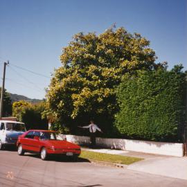 Prominent tree; unidentified