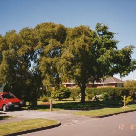Prominent tree; unidentified