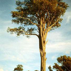 Prominent tree; Trentham Memorial Park