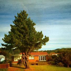Prominent tree; unidentified