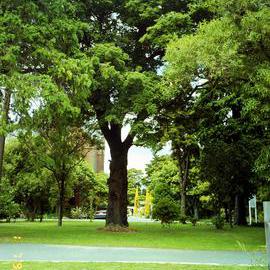 Prominent tree; St Patrick's College