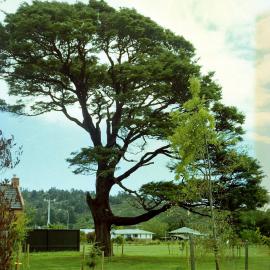 Prominent tree; unidentified; St Patrick's College grounds?