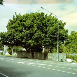Prominent tree; corner of Palmer Crescent and Fergusson Drive