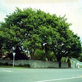 Prominent tree; corner of Palmer Crescent and Fergusson Drive