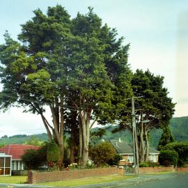 Prominent tree
