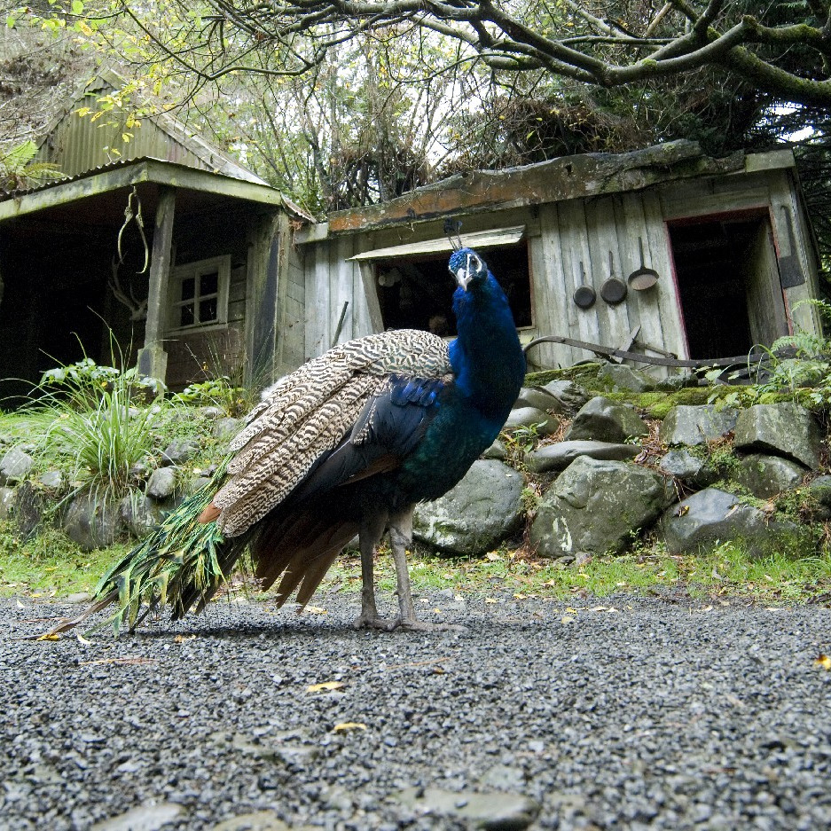Staglands Wildlife Reserve