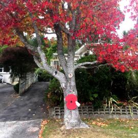 Poppy on tree tribute, Pinehaven, Anzac Day 2020