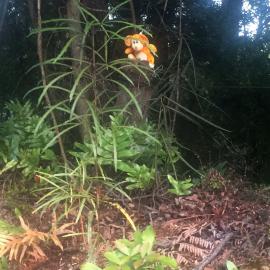 Stuffed toy in street-side bushes, Silverstream